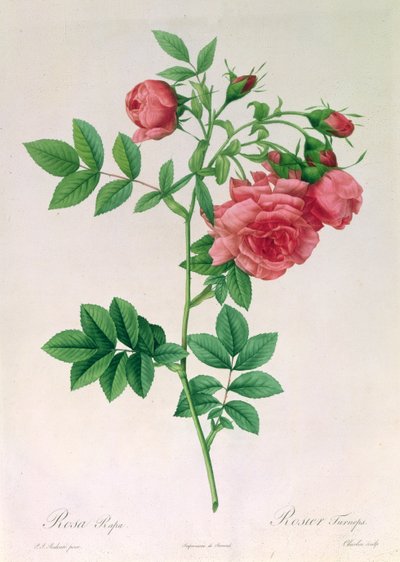 Rosa Rapa by Pierre Joseph Redouté